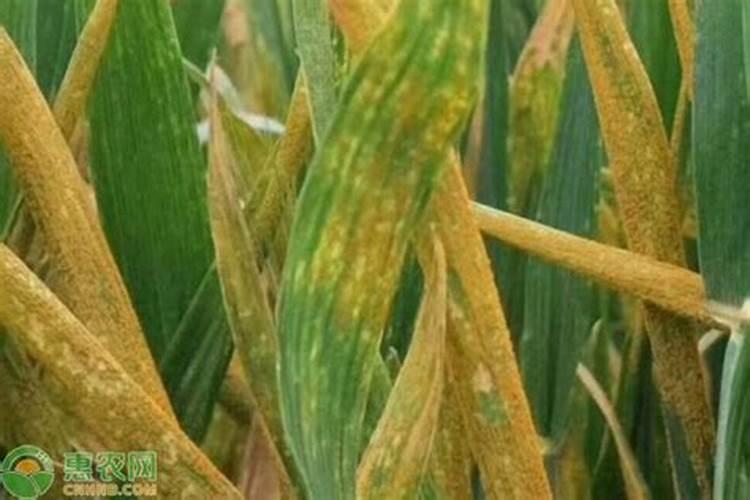 小麦锈病现在治有效吗？