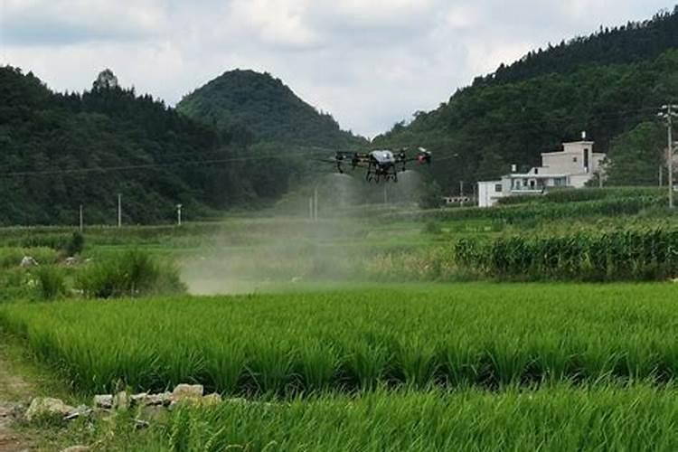 水稻后期贪青晚熟喷施什么叶面肥什么时间喷