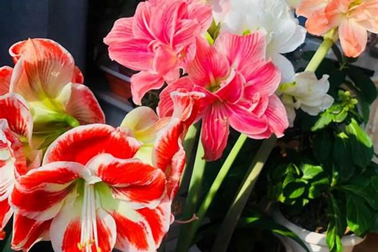 球根海棠怎样施肥