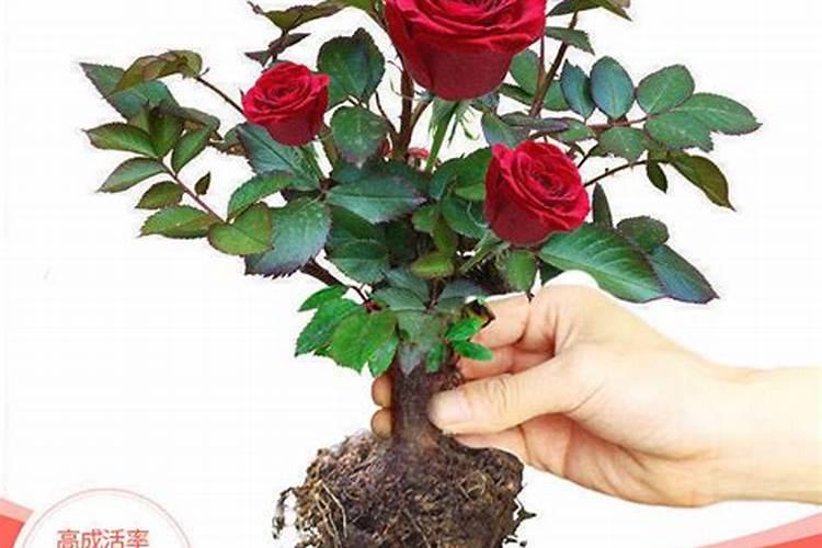 沙漠玫瑰老桩的栽培方法及养护