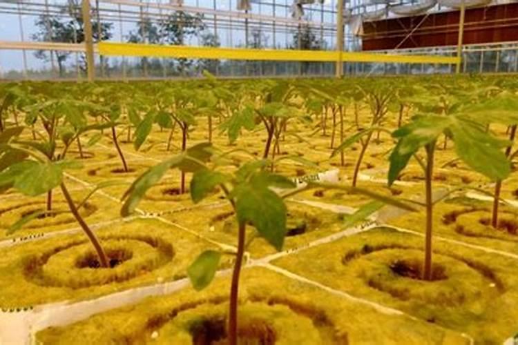 无土栽培的营养液配方是什么？