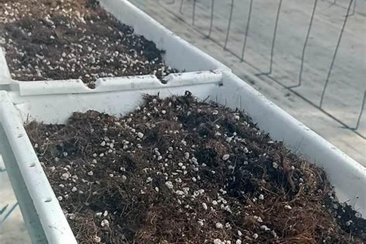 西红柿无土栽培如何选择肥料