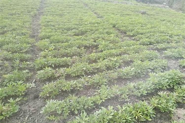 一年见效益的中药材有哪些