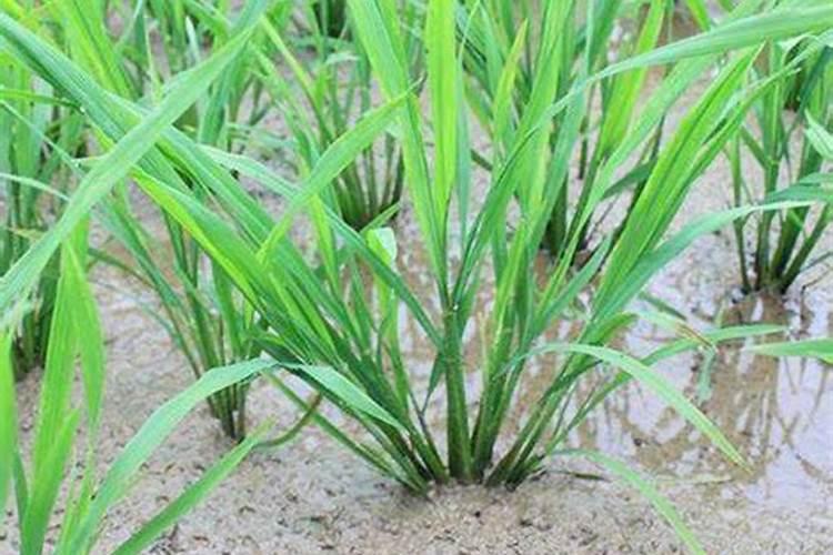 水稻一亩地用多少钾肥