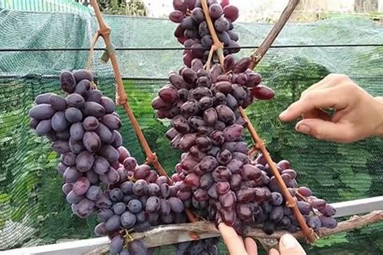 如何让葡萄快速发芽