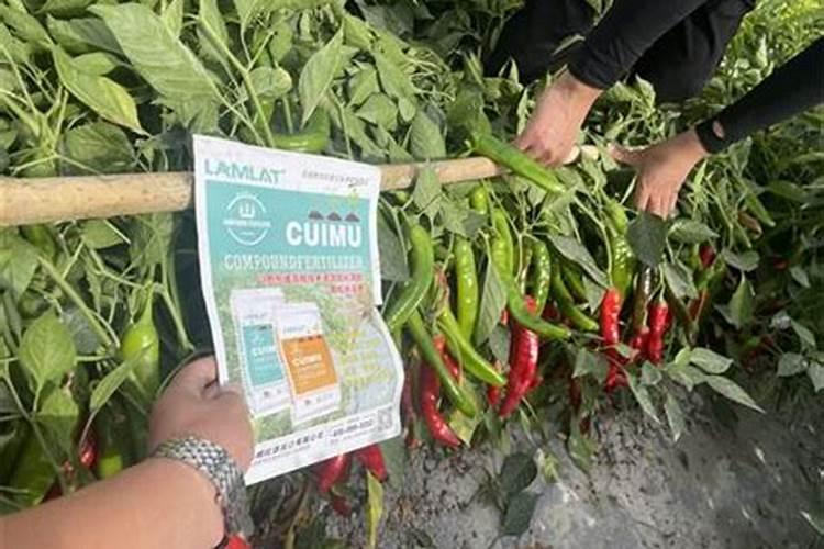 种菜施肥用什么水溶肥料好？