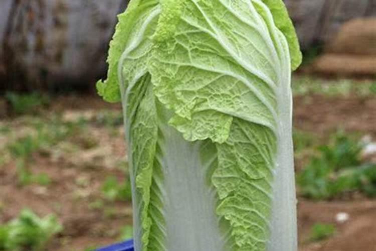 大白菜追肥用什么肥料好