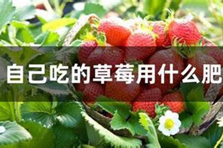 草莓什么时候冲高钾肥？草莓用什么水溶肥？