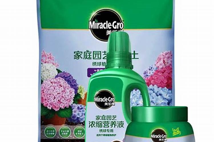 无尽夏叶子边缘干枯怎么办