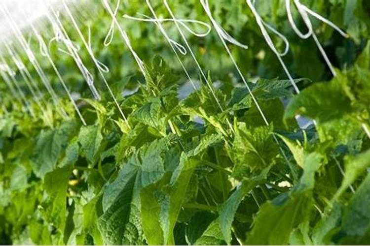 黄瓜用什么肥料长势好？黄瓜专用叶面肥什么时候用好？