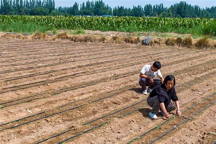 进口高钾肥哪个品牌的好