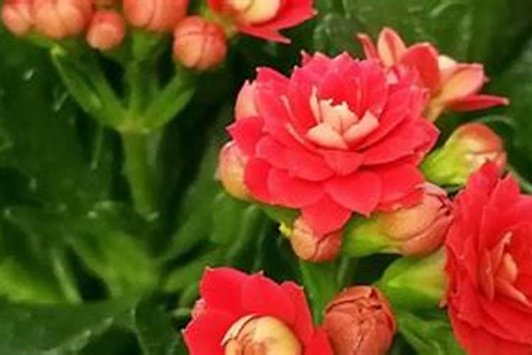 长寿花开花时可以施肥吗