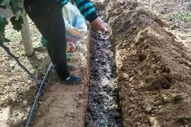 中国化肥十大名牌