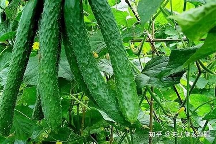 四季豆在花期能使用能百旺叶面肥吗？