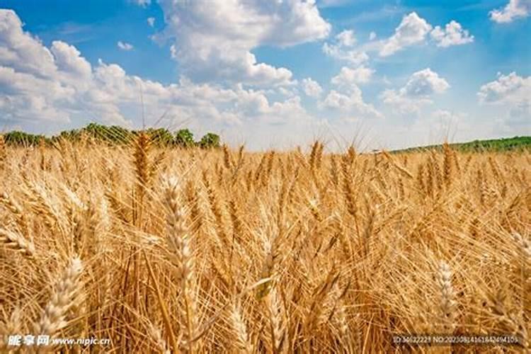 小麦的施肥原则