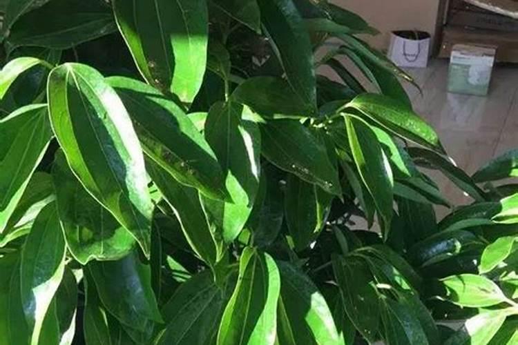 茼蒿施肥用什么肥料