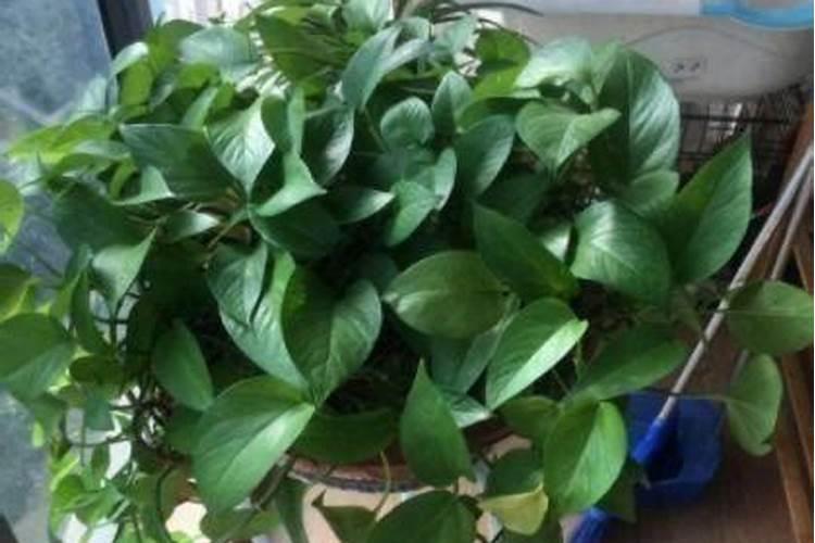 盆栽花怎样用钾肥(钾肥浇花)