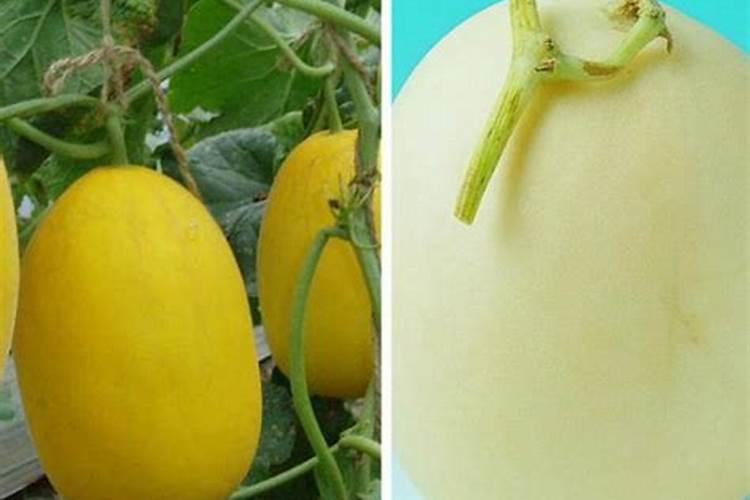 甜瓜哪个阶段施钙肥