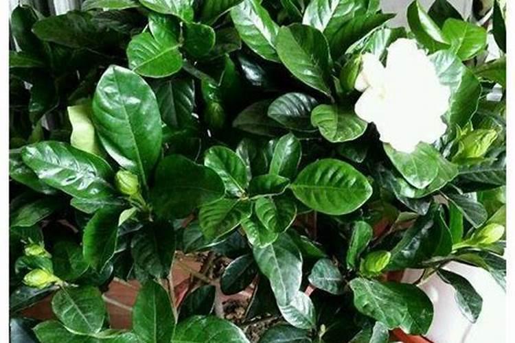 栀子花换花盆应该追什么样的肥