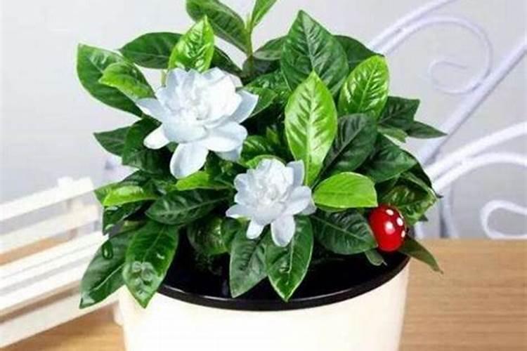 栀子花换盆后多久施肥