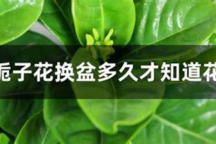 栀子花换盆后怎样养