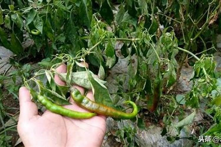 辣椒不结果怎么办