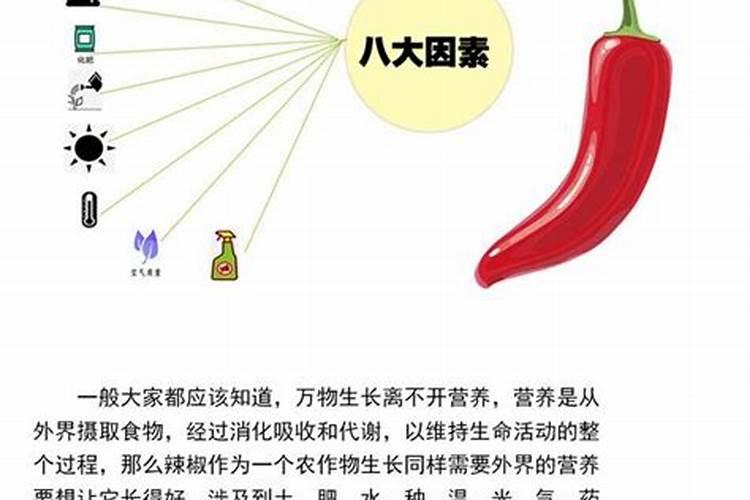 辣椒只开花不结果什么原因