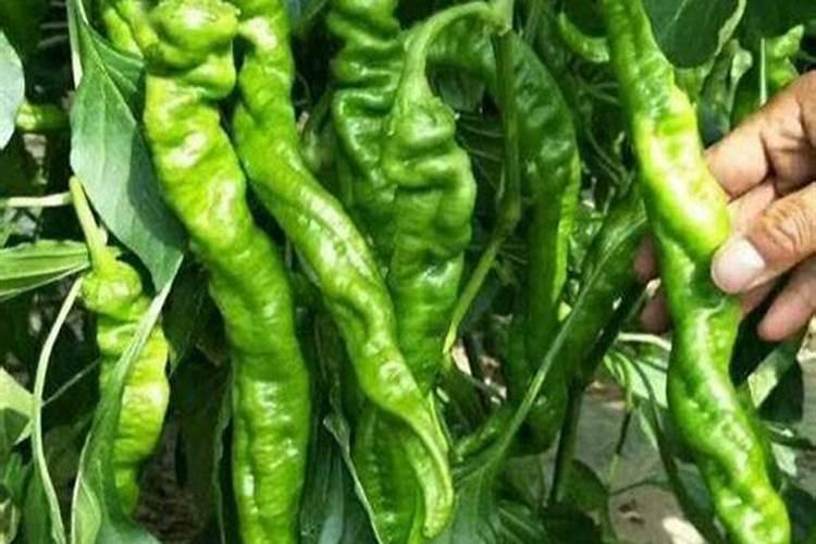 朝天椒缺硼肥有什么症状