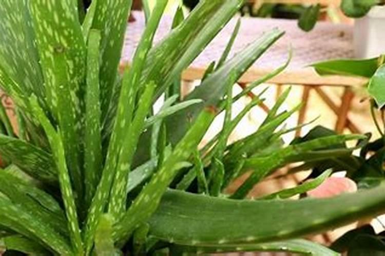 芦荟用什么肥料长得快 什么时候施肥好