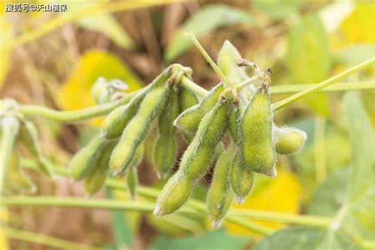 黄豆出花期可以打什么叶面肥