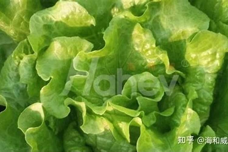 用什么能让生菜叶蹭蹭涨