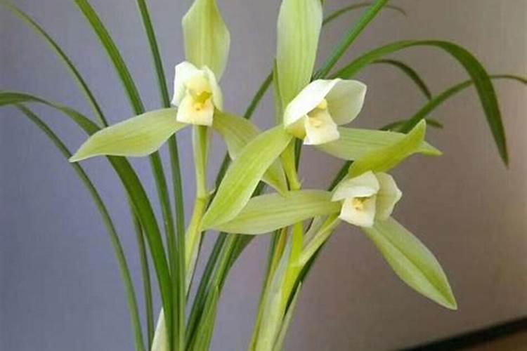 衡阳市的花鸟市场在哪里？