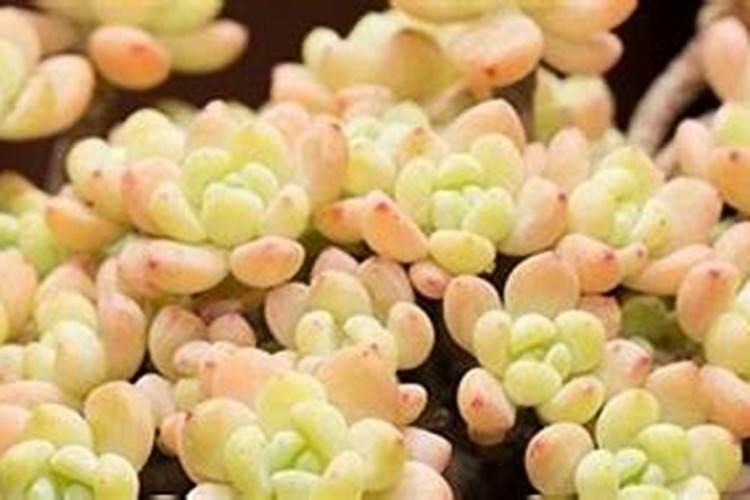 多肉施肥用什么肥料长得壮