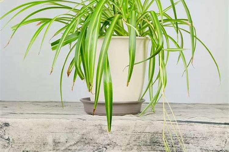 露天西瓜的茎蔓怎么提高它的粗壮叶子宽大