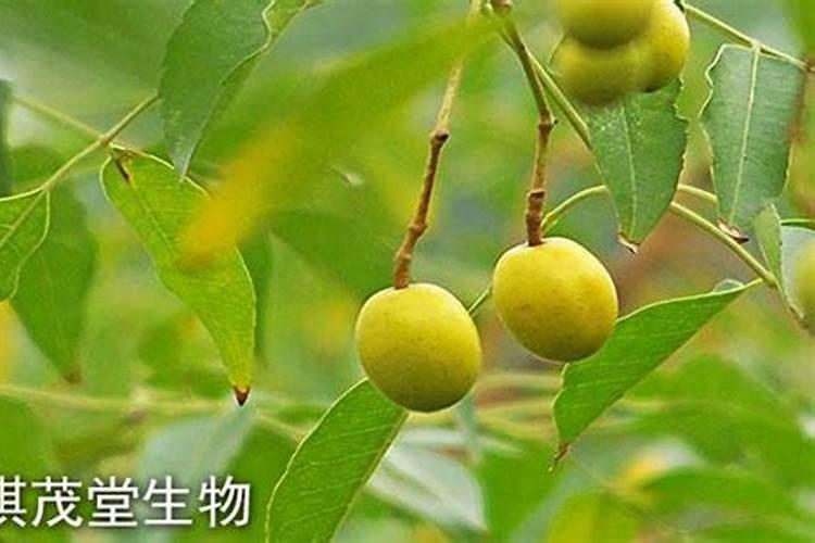 萝卜白菜刚出苗喷什么药防虫