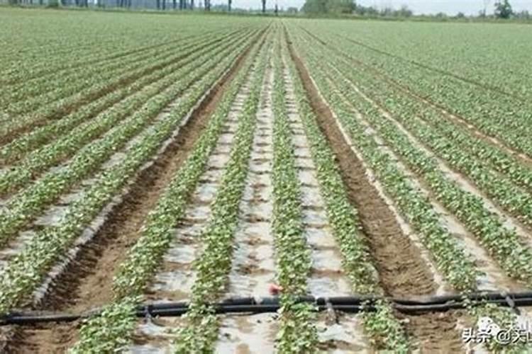 抗寒抗旱的肥料