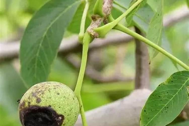 核桃用什么肥料