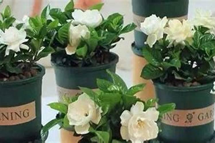 玫瑰花叶片上可否喷水？