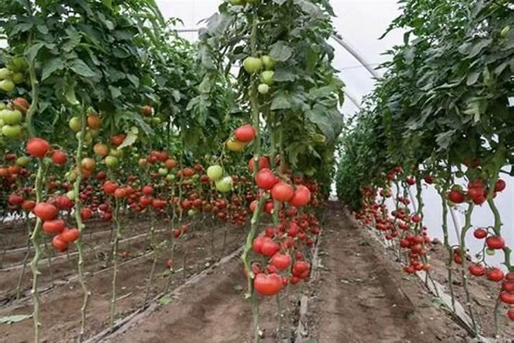 西红柿需要什么肥才能长得大