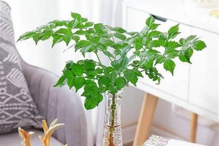 幸福树施肥的时间和用什么肥料呢 幸福树什么时候施肥