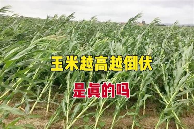 玉米氮肥过多的危害