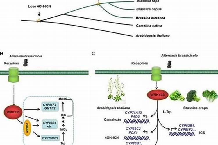 芸苔素内酯作用特性