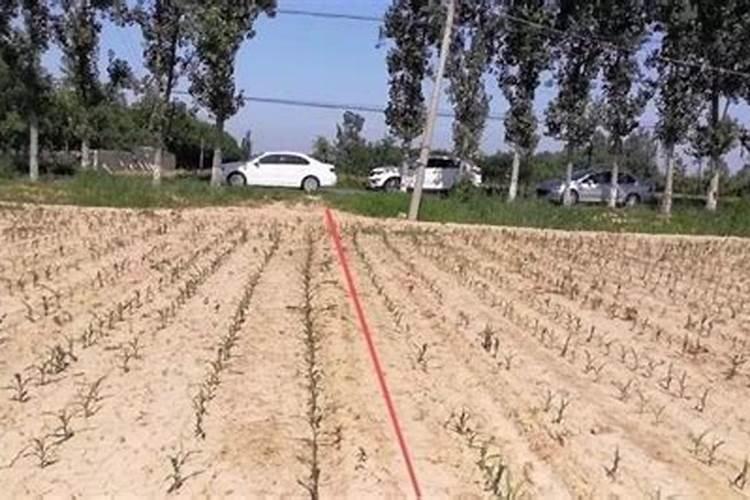 西瓜打底肥,怎么配比最好？？？