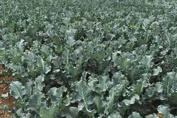 注意!这些化肥是不应该在蔬菜上施用的