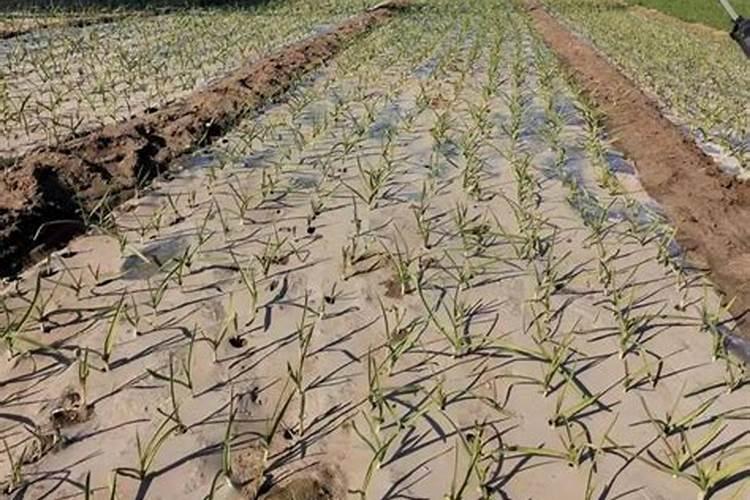 大蒜需要锌和硼肥吗？