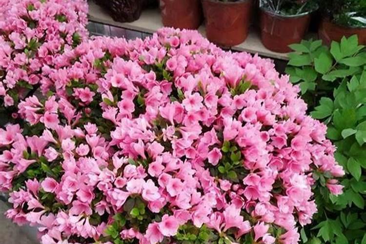 硫酸钾适合盆栽施肥吗？