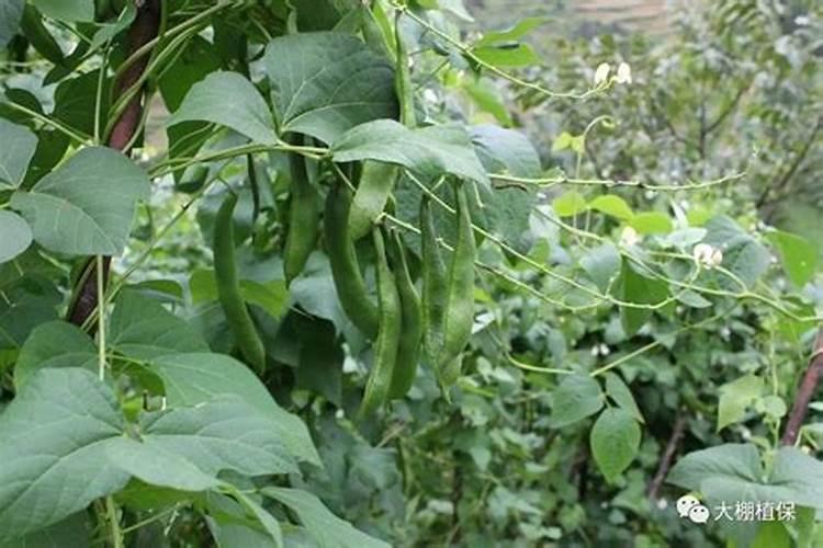 芸豆喜欢什么叶面肥