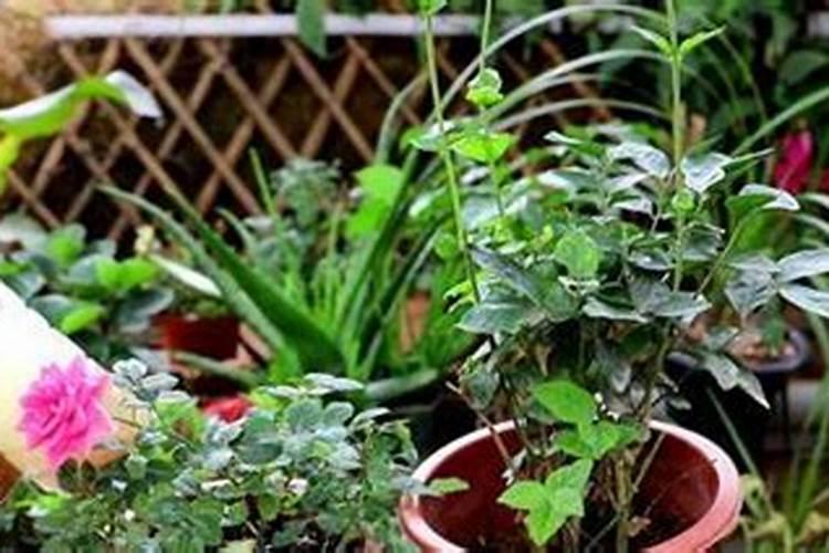 月季花各个生长期的用肥及用量