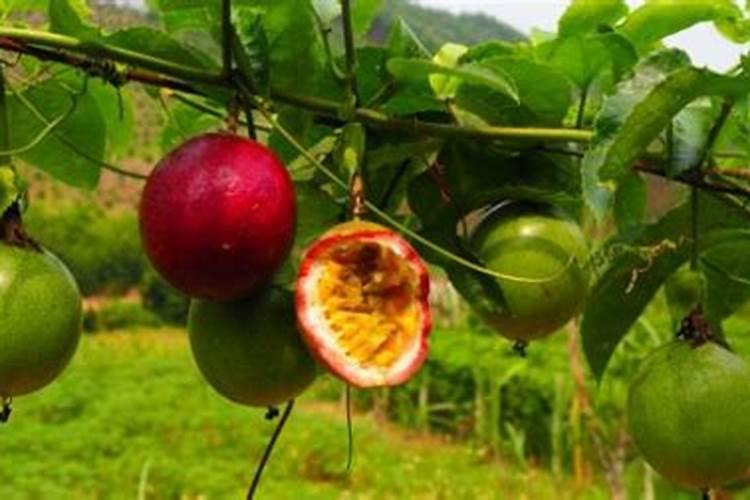 百香果浇什么肥料,怎么给百香果施肥