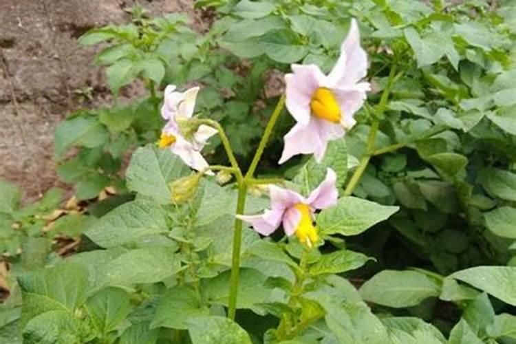 土豆刚长花苞可以浇水冲肥吗